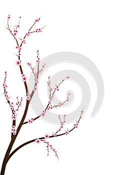 Cherry blossom branch