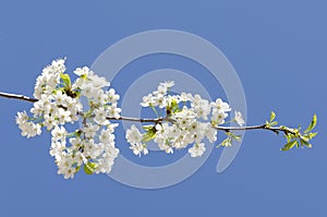 Cherry Blossom branch