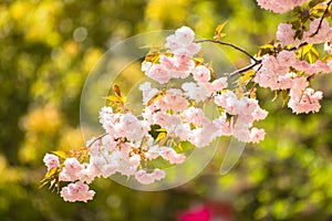 Cherry blossom branch