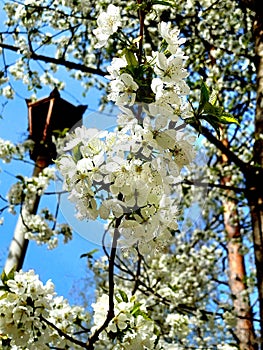 cherry blossom branch