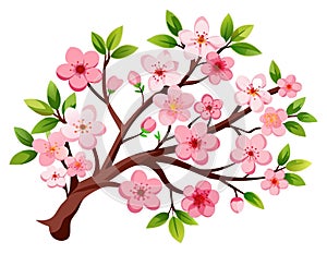 Cherry blossom branch