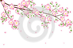 Cherry blossom branch