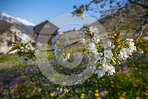 Cherry blossom branch