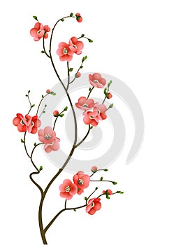 Cherry blossom branch abstract background