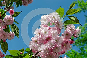 Cherry blossom branch against blue clear sky. Blooming pink sakura in spring park on sunny day. Japanese cherry twig