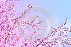 Cherry blossom branch on a background of blue sky. Spring pink flowers. Floral background for design. Soft focus. Copy