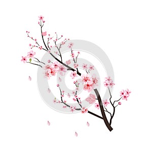 Cherry blossom branch with blooming pink Sakura flower. Cherry branch vector on white background. Realistic watercolor cherry