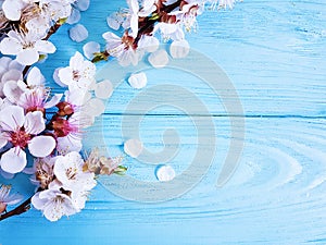 Cherry blossom branch on blue wooden background