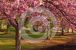 Cherry blossom at Branch Brook Park