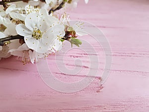 Cherry blossom branch close-up decorative vintage spring on a pink wooden background