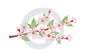 Cherry blossom branch. Cute cpring vector illustration isolated on white background