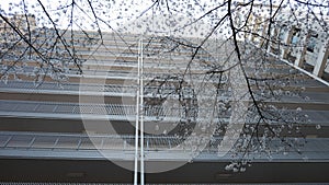 Cherry Blossom Branch foreground on white building Background