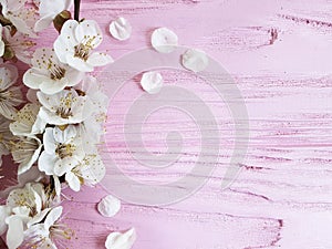 Cherry blossom branch fresh vintage spring on a pink wooden background