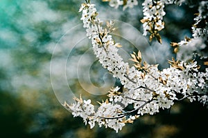 Cherry blossom branch in the garden