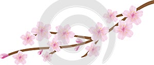 Cherry Blossom Branch Graphic