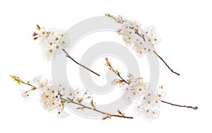 Cherry blossom branch isolated on white. Transparent png additional format