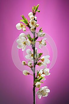 Cherry Blossom Branch on Pink Background