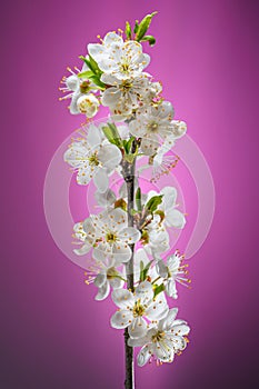 Cherry Blossom Branch on Pink Background