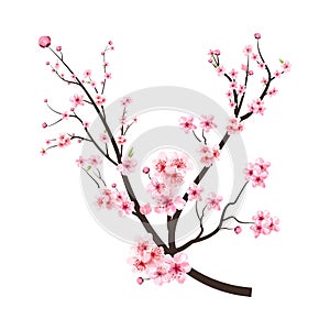 Cherry blossom branch with pink blooming flowers. Sakura branch vector on white background. Cherry blossom with pink watercolor