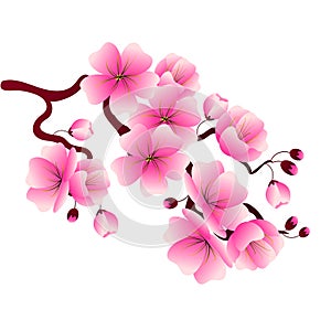 Cherry blossom branch with pink flowers for decorating banners,