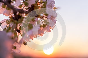 Cherry blossom. Branch with pink flowers in spring at sunset. Soft focus, copy space