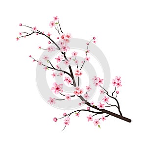 Cherry blossom branch with sakura flower. Watercolor cherry blossom vector. Cherry blossom flower blooming vector. Sakura on white