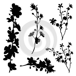 Cherry blossom branch silhouette set