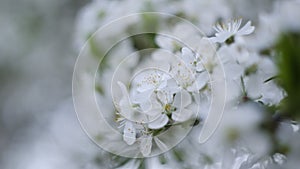 Cherry blossom branch on a softly blurred background