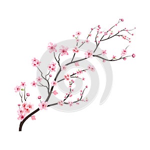 Cherry blossom branch with spreading pink Sakura flower. Watercolor cherry flower. Watercolor flower vector. Sakura branch vector