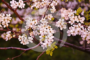 Cherry blossom branch in the spring garden