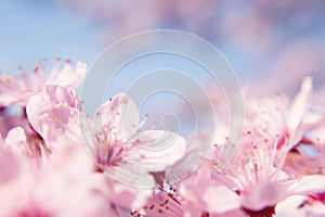 Cherry blossom branch. Spring pink flowers. Floral background for design. Close-up. Soft focus.