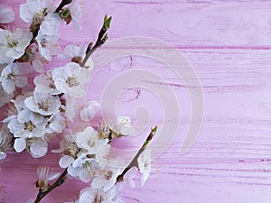 Cherry blossom branch spring on a pink wooden background