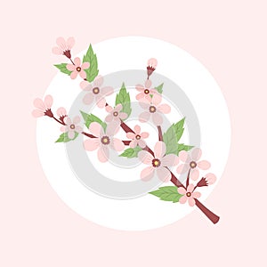 Cherry blossom branch. Spring vector illustration in a circular shape, card design