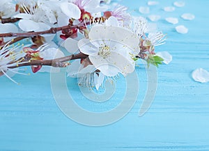 Cherry blossom branch springtime on blue wooden background