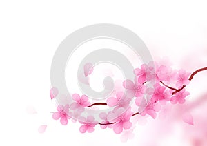 Cherry Blossom Branch Vector