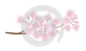 Cherry blossom branch vector illustration