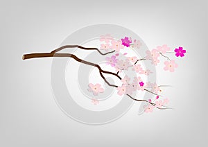 Cherry blossom branch,Vector illustration