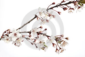 Cherry blossom branch