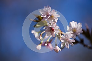 Cherry blossom branch with white pink petals Prunus subhirtella