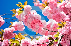 Cherry blossom. Branches of blossoming apricot macro with soft focus on sky background. Sacura cherry-tree. Copenhagen