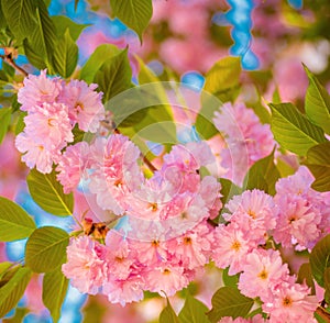 Cherry blossom. Branches of blossoming apricot macro with soft focus on sky background. Sacura cherry-tree. Daisy flower