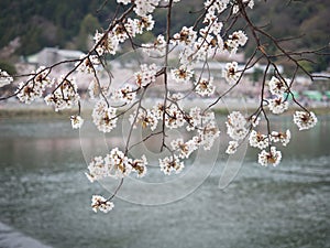 Cherry blossom branches cover on the river