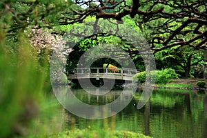 Cherry blossom and bridge