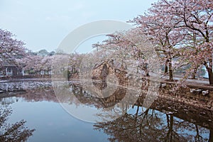 Cherry blossom with bridge and pond