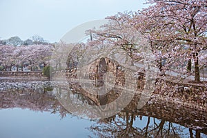 Cherry blossom with bridge and pond