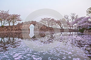 Cherry blossom with bridge and pond