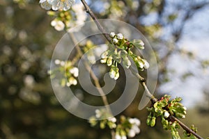 Cherry blossom buds blooming for natural resources and vegetal beauty photo