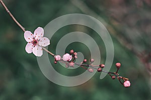 Cherry blossom and buds close-up