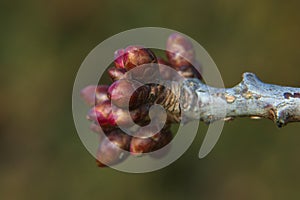 Cherry blossom buds in the sun