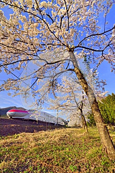 Cherry blossom and bullet train shinkansen